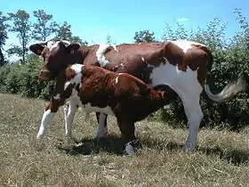 vache rouge et blanche et son veau au pâturage