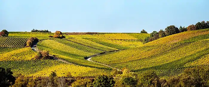 Une vallée douce remplie de vignes. Leurs alignements ondulent entre le vert et le jaune, un peu de brun. Quelques arbres. En fond de vallée un chemin.