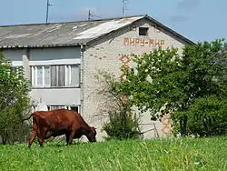 Vache rouge en Lituanie.