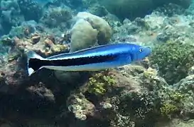 Un malacanthe bleu (Malacanthus latovittatus)