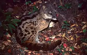 Fossa fossana