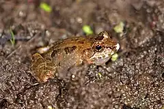 Description de l'image Malagasy common marsh frog (Mantidactylus betsileanus) Ranomafana.jpg.
