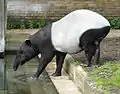 Tapir de Malaisie (Tapirus indicus, Tapiridae)