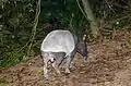 Tapir de Malaisie