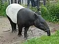 Un tapir de Malaisie.