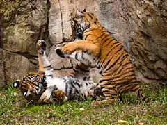 Tigres de Malaisie.