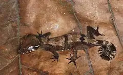 Description de l'image Malaysia Bow-fingered Gecko (Cyrtodactylus elok) (8753375207).jpg.