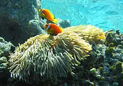 Description de l'image Maldive_anemonefish.jpg.