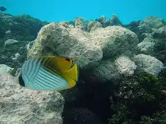 Un poisson-papillon cocher (Chaetodon auriga)