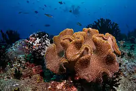 Corail mou (ou « corail cuir », Sarcophyton sp.)