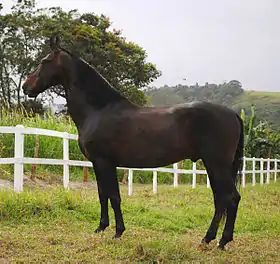 Étalon champion national de 12 ans