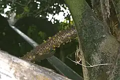 Inflorescence de coco-de-mer et bronze eyed gecko.