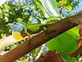 Anolis marmoratus adulte, mâle