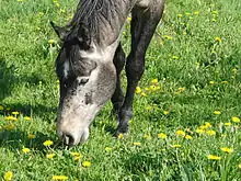 Gros plan sur la tête d’un cheval gris foncé en train de brouter.