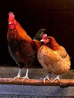 Le Coq domestique, parent B de l'hybridation.