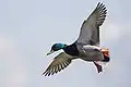 Canard colvert à l'atterrissage