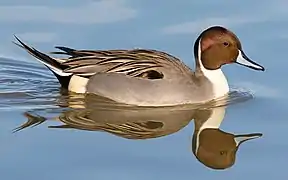 Un canard pilet mâle en Californie.