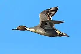 Canard pilet mâle en vol dans le Sacramento River National Wildlife Refuge (en), États-Unis.