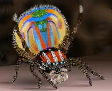 Mâle de Maratus volans en parade nuptiale