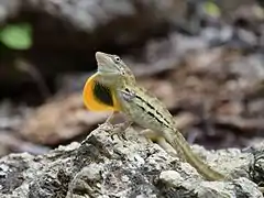 Description de l'image Male striped anole (Anolis lineatus) displaying dewlap.jpg.