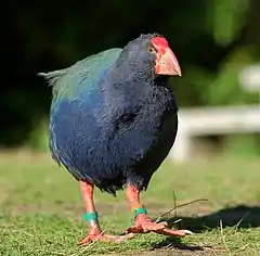 Description de l'image Male takahe walking on grass.jpg.