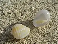 Coquilles de Malea pomum aux Maldives.