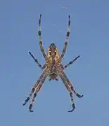 ♂