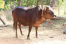 Photo couleur montrant une vache brune bringé à longue tête, front plissé et courtes cornes perpendiculaires à la tête.