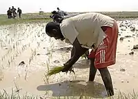 Une culture inondée au Mali, peut-être du riz kobé.