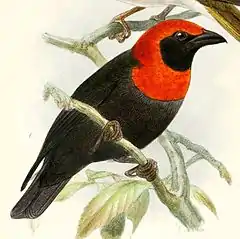 Description de l'image Malimbus cassini 1876.jpg.