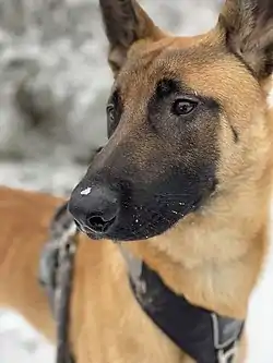 Image illustrative de l’article Malinois (chien)