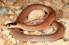 Description de l'image Mallee Black-headed Snake (Parasuta spectabilis) (9388336127).jpg.