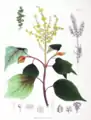 Mallotus japonicus. Planche de livre Flora Japonica (1834), Sectio Prima (Tafelband), 1870, par Philipp Franz von Siebold et Joseph Gerhard Zuccarini