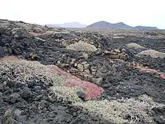 Quelques écoulement de lave cordée au milieu des champs de lave ʻaʻā.