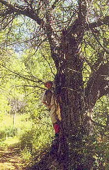 Malus sieversii âgé de 300 ans au Kazakhstan.