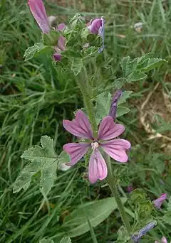 Mauve sylvestre