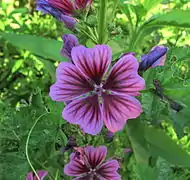 Malva sylvestris var. 'brave heart'