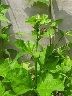 Description de l'image Malva verticillata.JPG.