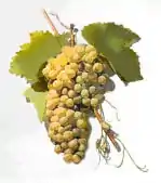 Malvasia di Lipari