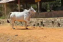 Photo couleur d'une vache blanche à muffle et fouet de queue noir, devant un abri à toit de tôle.