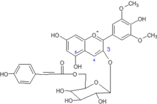 3-coumaroyl-6-glucoside de malvidine