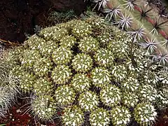 Description de l'image Mammillaria compressa, Huntington Desert Garden.jpg.
