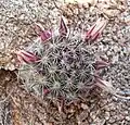 Mammillaria dioica, Cactus framboise.