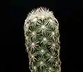 Mammillaria elongata v. stella-aurata
