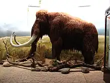 Reconstitution d'un mammouth (gros animal préhistorique à poil avec des défenses, ressemblant à un éléphant).