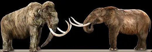 Reconstitution d'un Mammouth laineux faisant face à celle d'un Mastodonte d'Amérique.