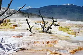 Mammoth Hot Springs du parc national de Yellowstone aux États-Unis