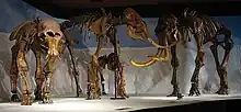 Trois squelettes de mammouths dans un musée, deux adultes et un jeune.