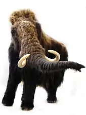 Reconstitution d'un Mammouth laineux vu de face, semblant en train de balancer sa trompe.
