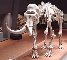 Squelette d'un mammouth vu de trois-quart face.